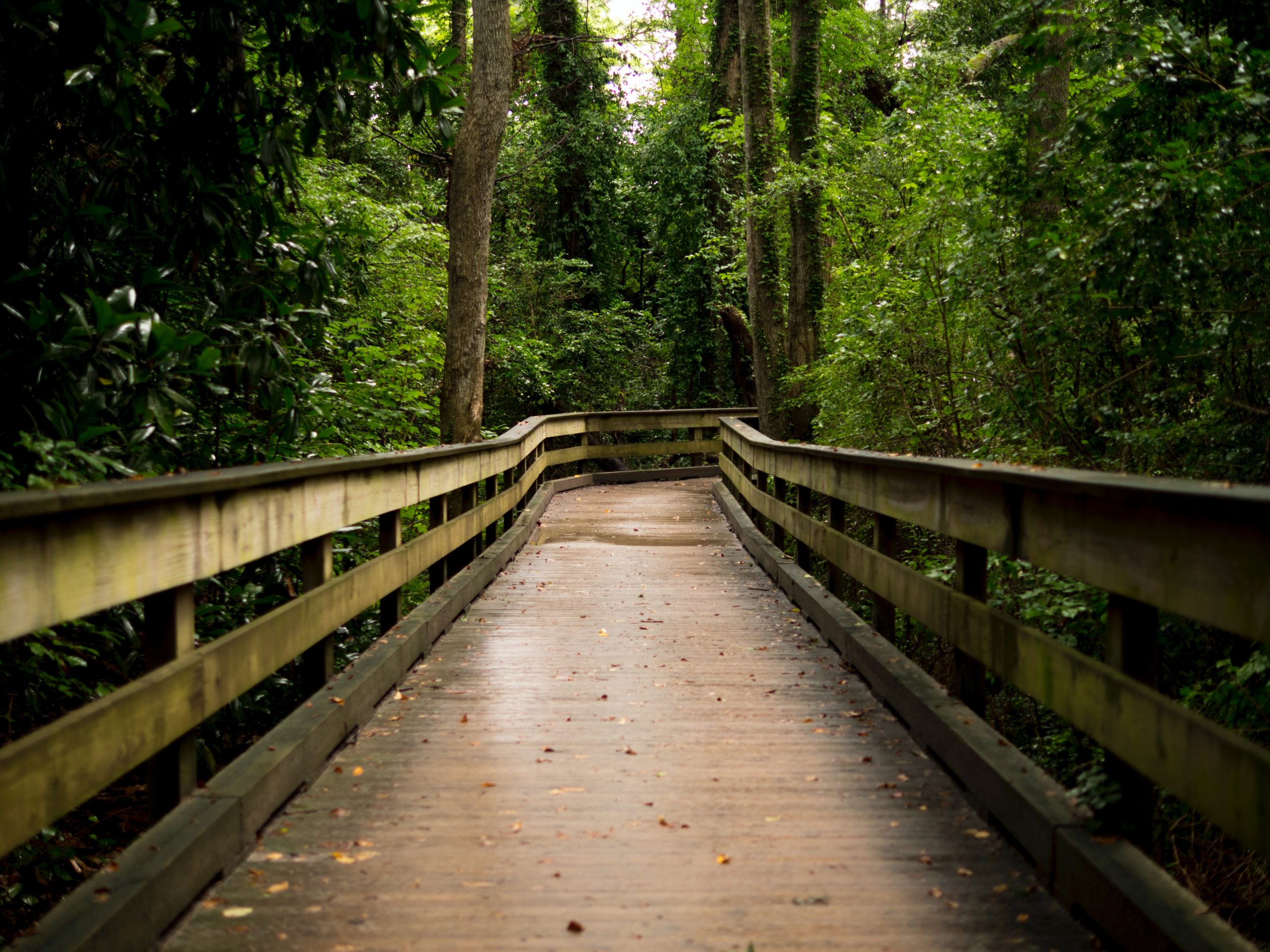 nature trail