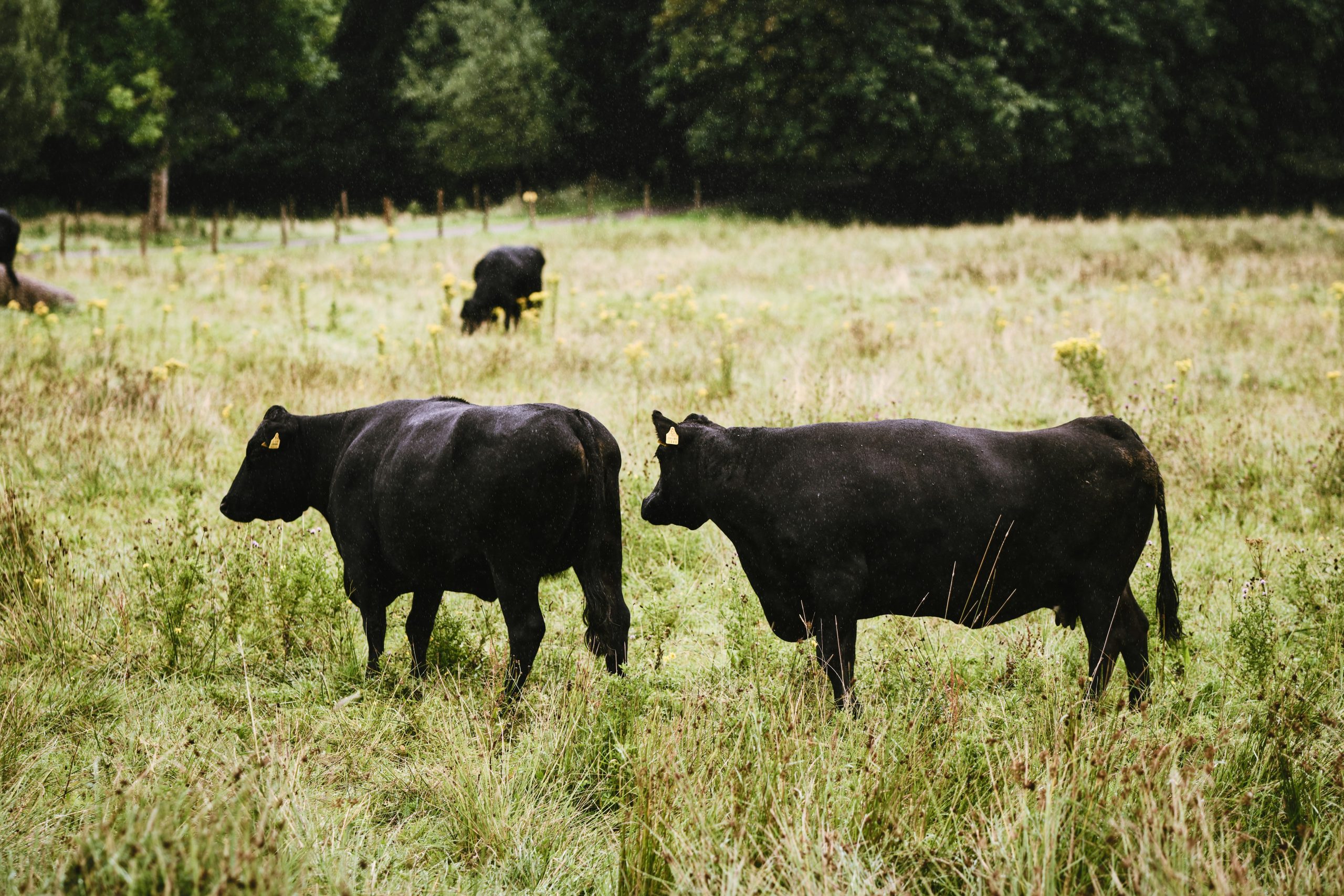 black cows