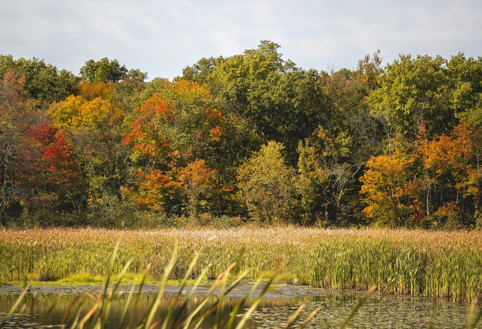 pond