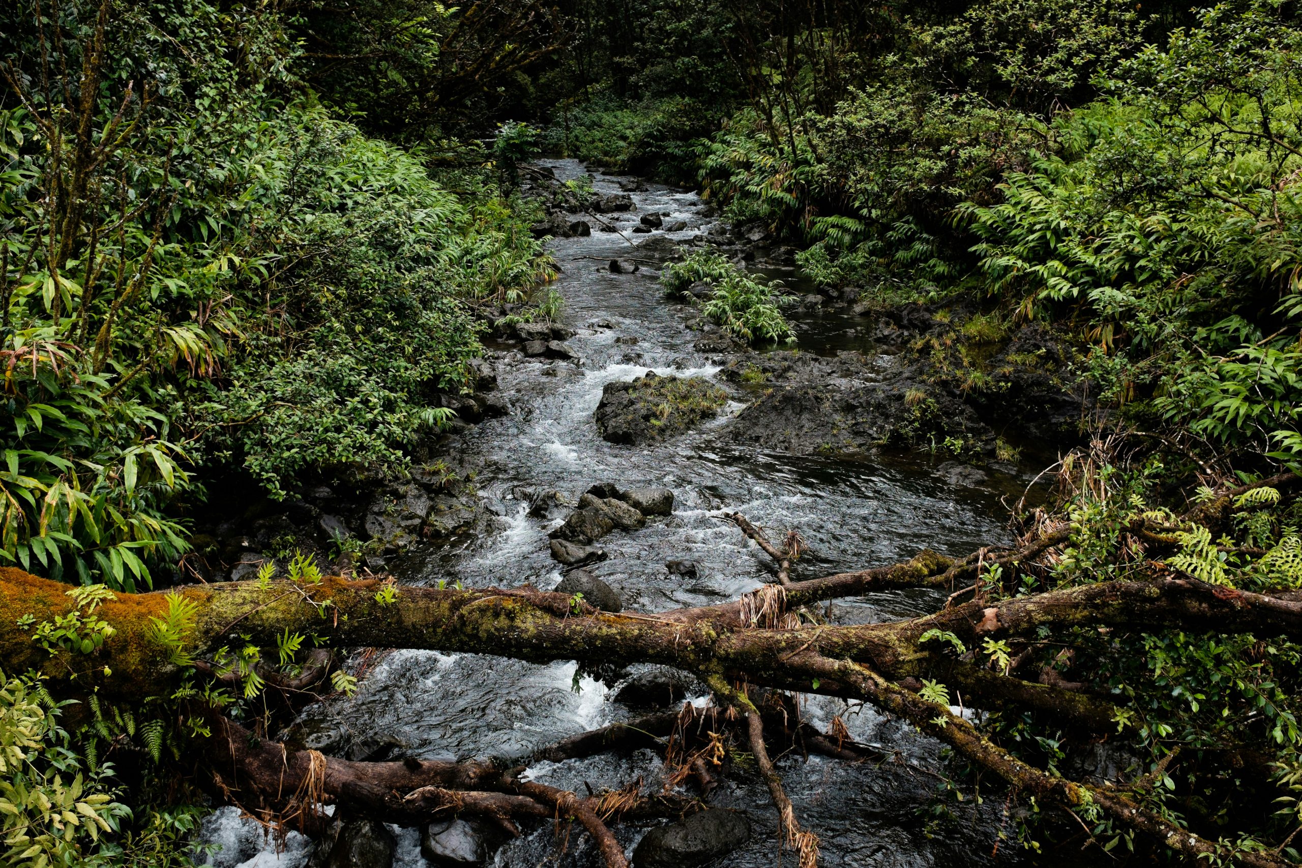 Stream in Woods