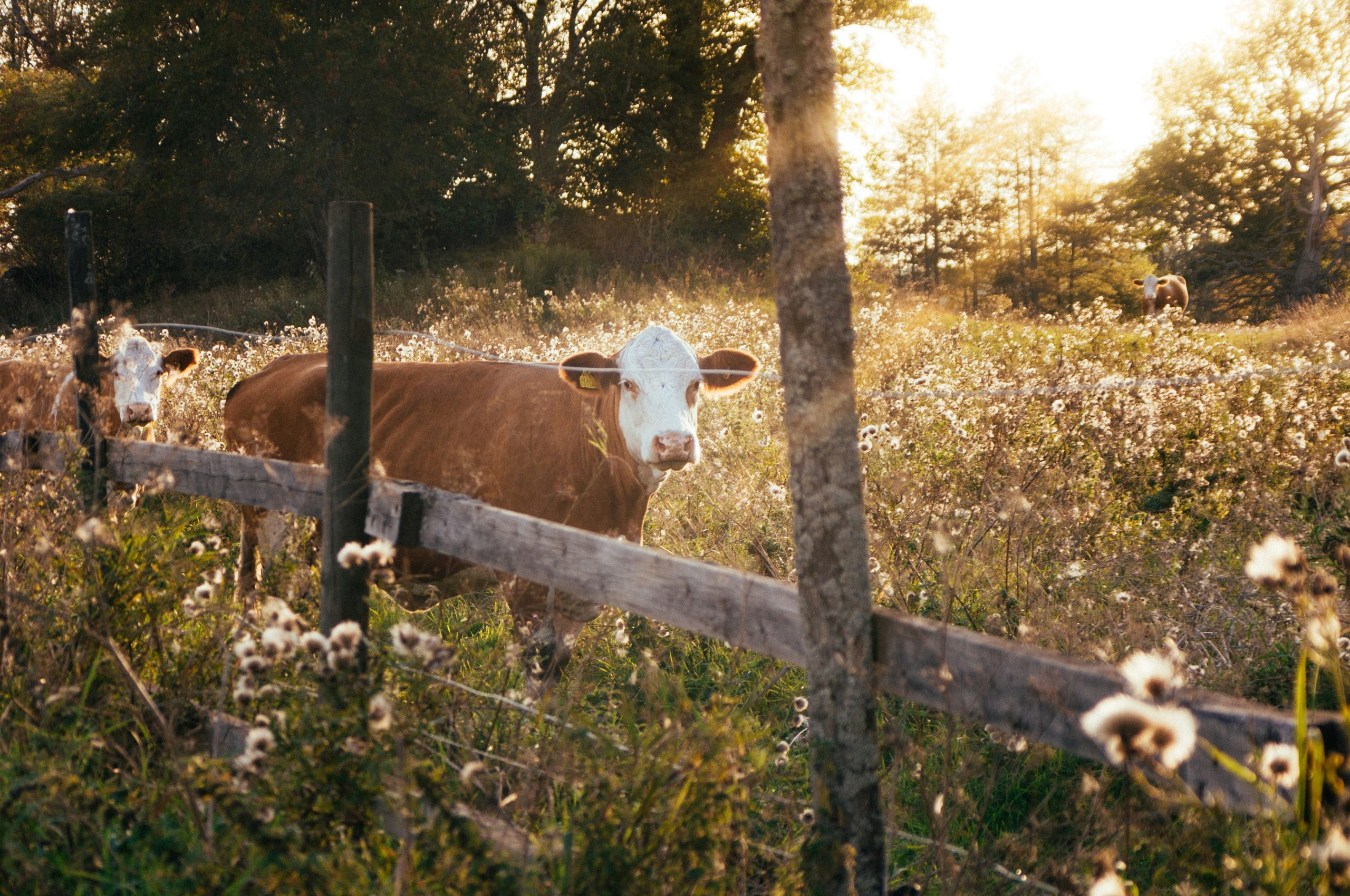 cows