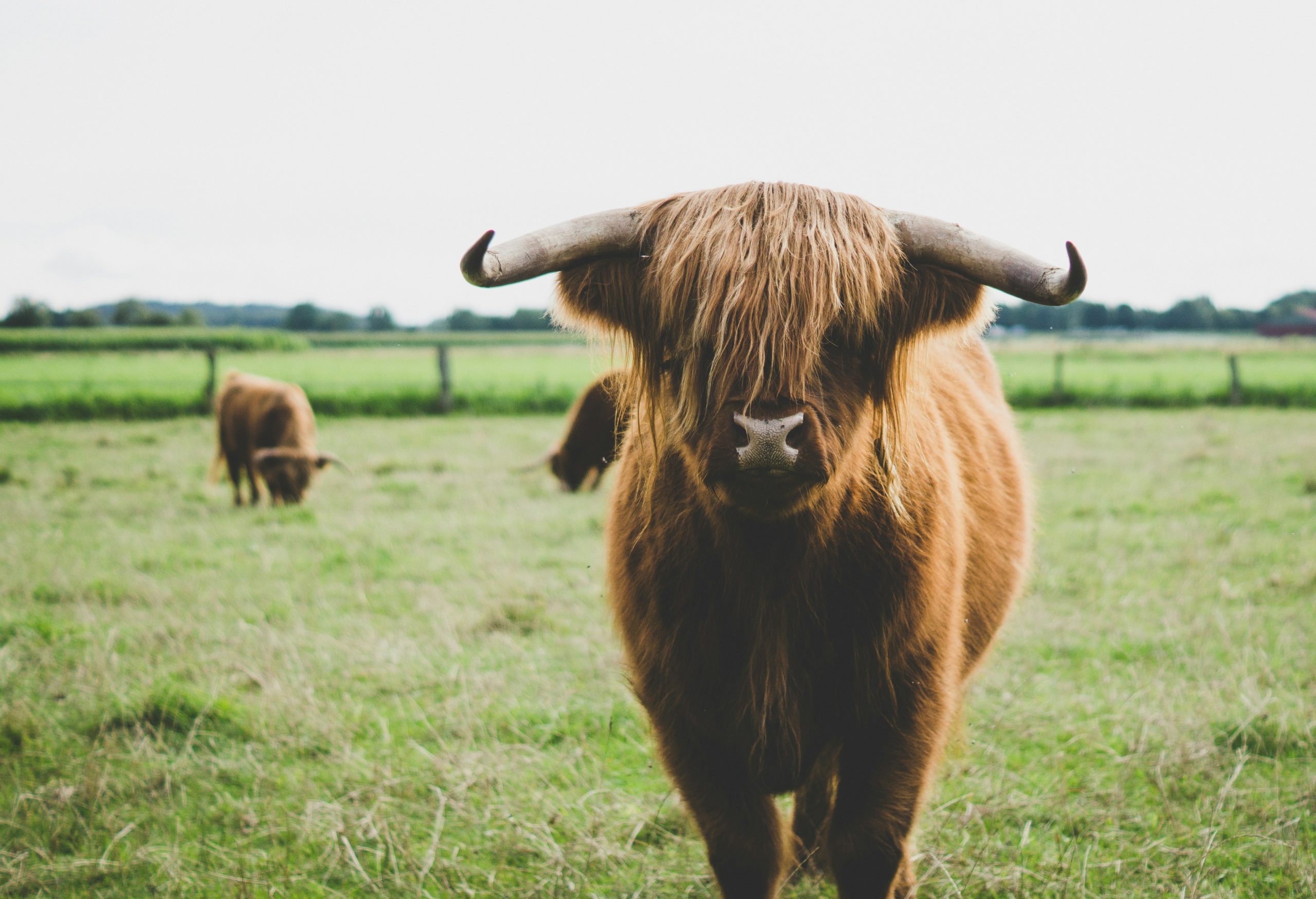 highland cow